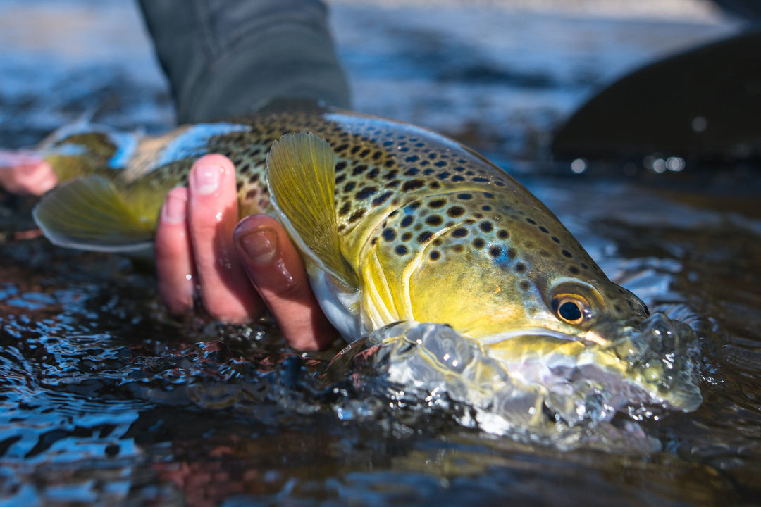 Brown trout held by an angler while fishing on a guide trip with Vail Valley Anglers