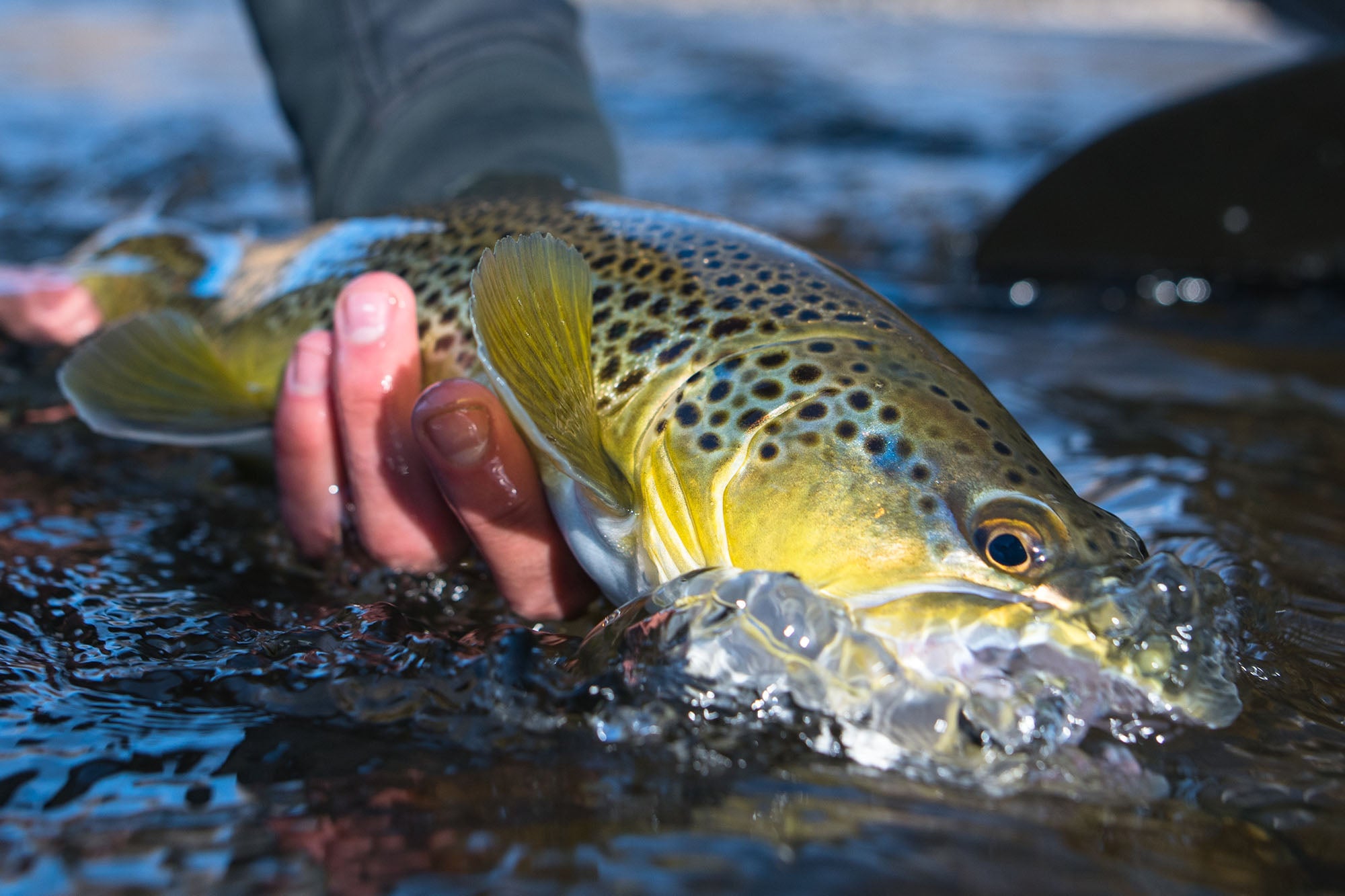 Brown trout held by an angler while fishing on a guide trip with Vail Valley Anglers