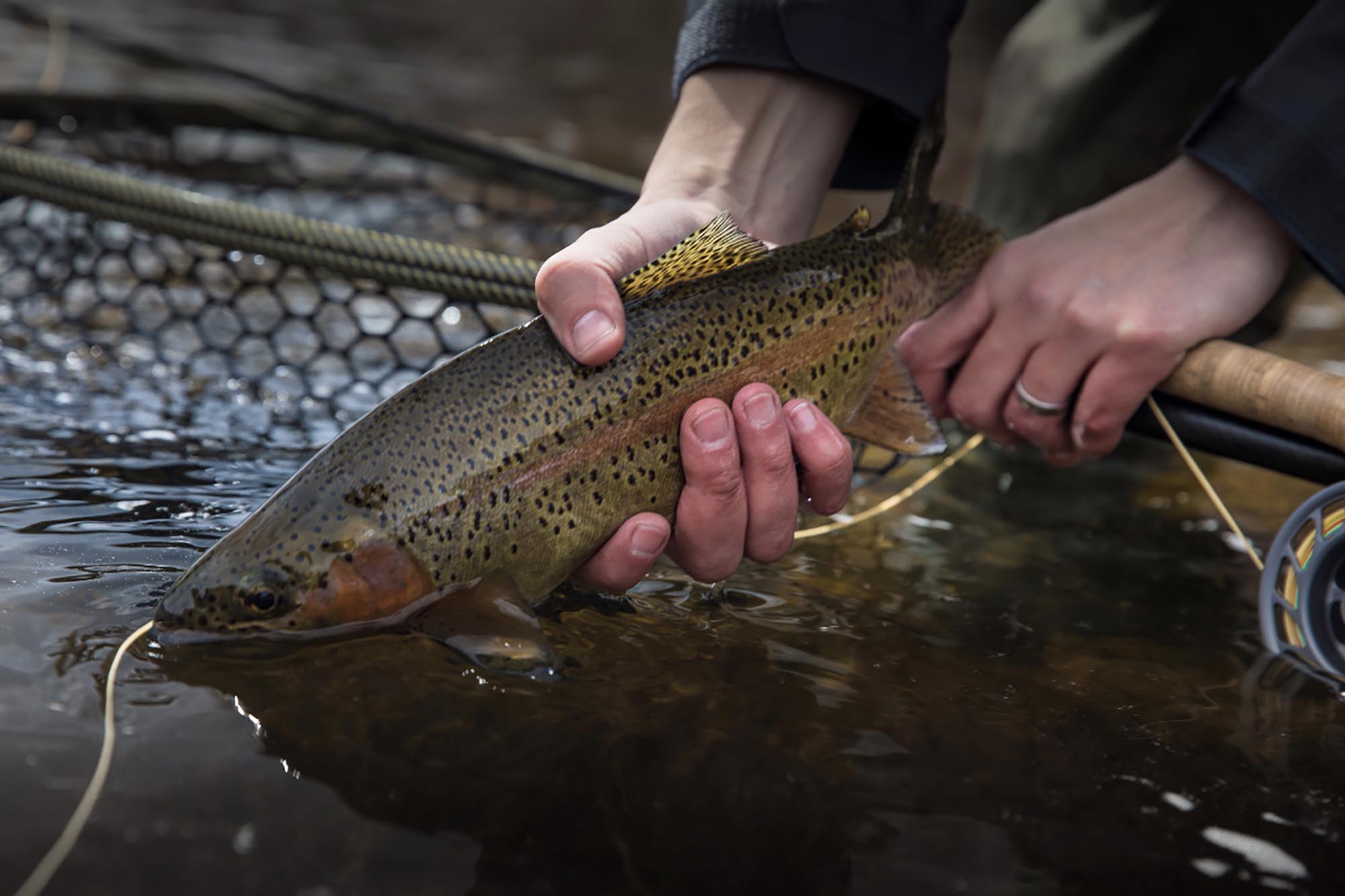 An angler releases a beautiful rainbow trout while fishing at the Cordillera Club in Colorado.