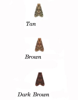 Montana Fly Co Lazer Wing Caddis 12 Pack in Brown