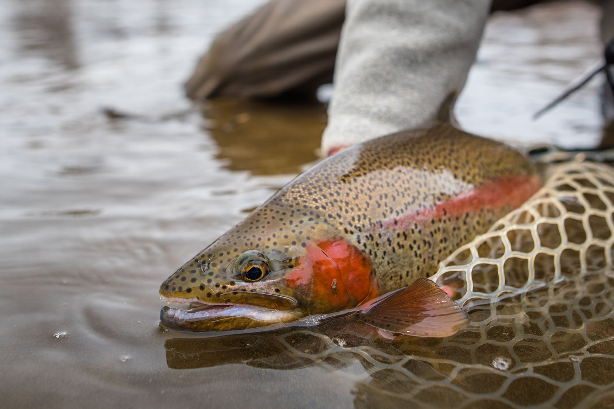 A rainbow trout caught by an angler while on a guide trip with Vail Valley Anglers