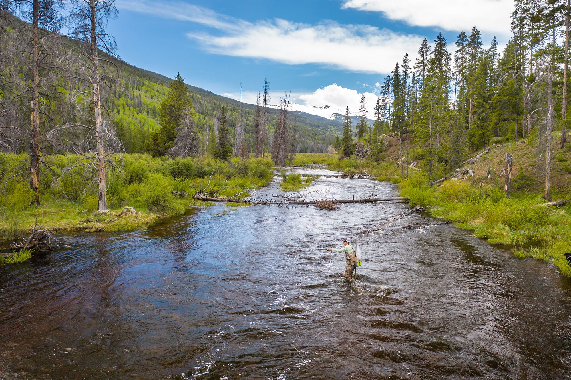 Person fly fishing Colorado's Homestake Creek  surrounded by trees and greenery.