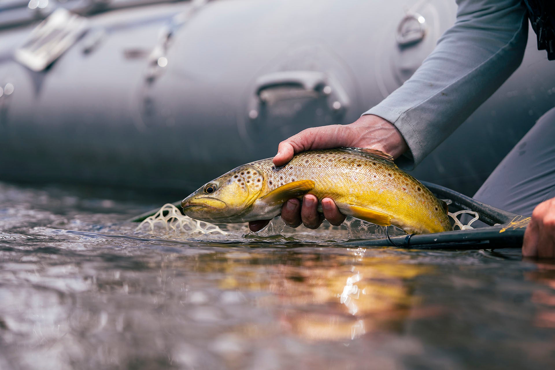 A person in a gray inflatable boat holds a freshly caught brown trout over water, with the boat blurred in the background.