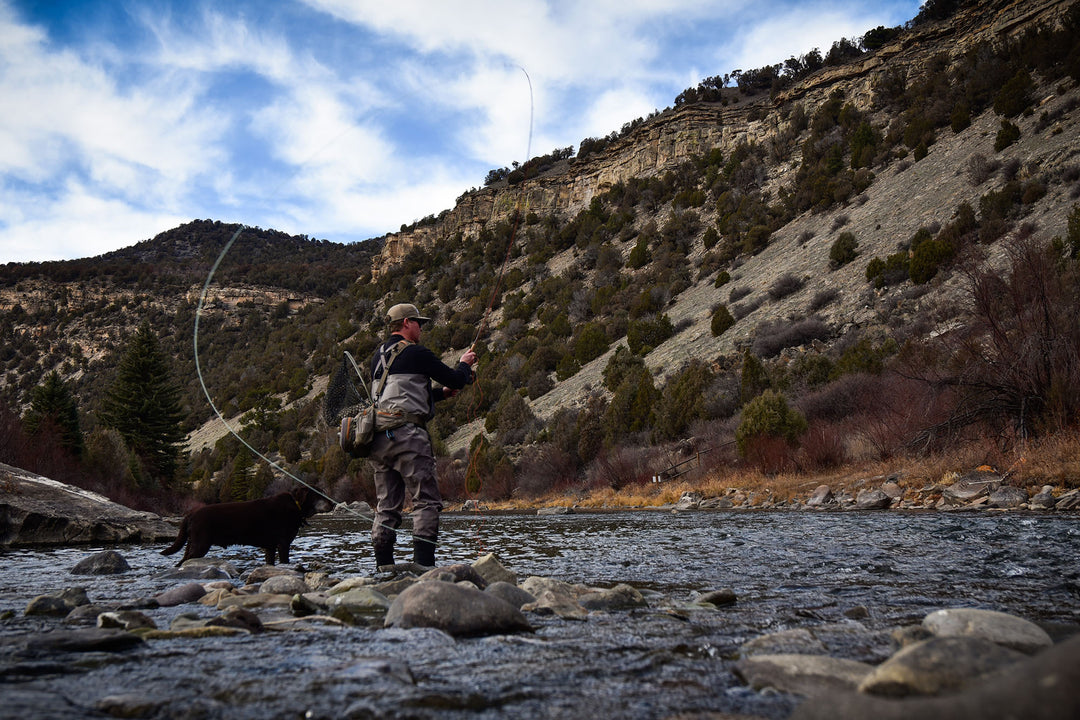 An angler fishing a trout spey rod on Colorado's Eagle River with a chocolate lab at his side.